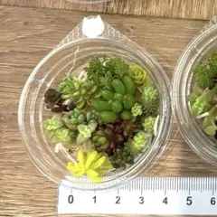 ミニ多肉弁当　ちまちまセダム　セット