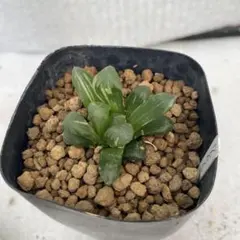 たつーん様 リクエスト 3点 まとめ商品