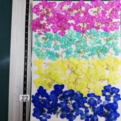 アナベル染め 　No22 ¥800 押し花 　押し花素材
