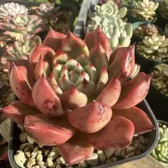 すず様 リクエスト 3点 まとめ商品