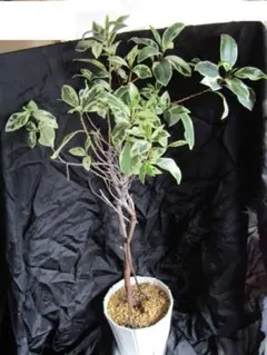 2026年最新】ガジュマル 鉢植えの人気アイテム - メルカリ