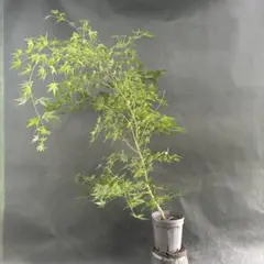2026年最新】山採り もみじの人気アイテム - メルカリ