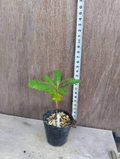 2025年最新】バンクシア コーストの人気アイテム - メルカリ