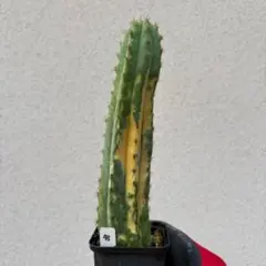 #48 斑入り Trichocereus pachanoi パチャノイのサムネイル