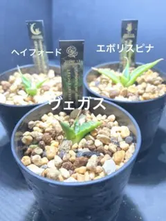 2026年最新】エボリスピナの人気アイテム - メルカリ