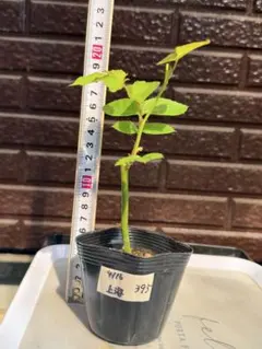 388 バラ苗 バラ挿し木苗 シャ - メルカリ
