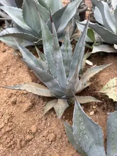 アガベ・シルバーサーファー 強耐寒性 地植え子株 - メルカリ
