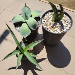 2025年最新】アガベ トランカータの人気アイテム - メルカリ