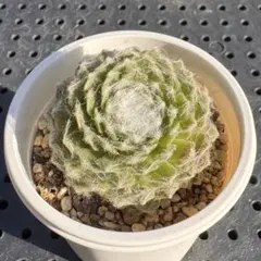 ろむろむ様 リクエスト 2点 まとめ商品