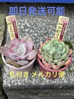 新作2個セット おらいさん苗 ミックスベリア リラヘイズ お針子さん