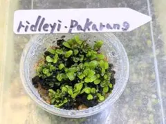 2025年最新】ビカクシダ 胞子 セットの人気アイテム - メルカリ