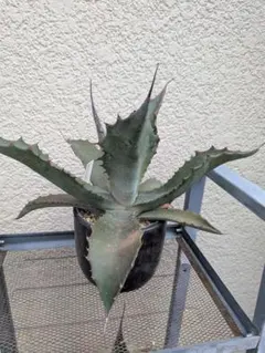 2026年最新】サルミアナ フェロックスの人気アイテム - メルカリ