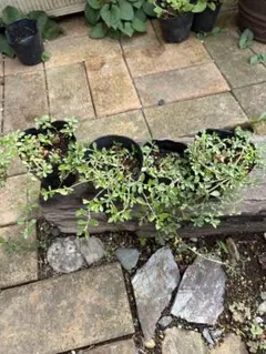 きよりん様 リクエスト 2点 まとめ商品