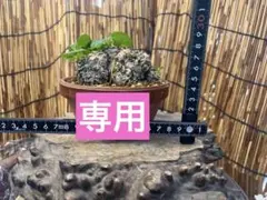 2025年最新】盆栽の人気アイテム - メルカリ