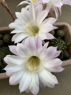 花サボテン、カキコ_TS126_2210 - メルカリ