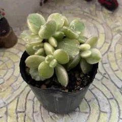 多肉植物・熊童子錦(白斑)抜き苗 白 - メルカリ