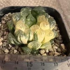 雄*原様 ハオルチア　オブツーサ錦