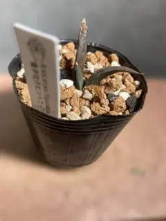 2026年最新】アリオカルプスの人気アイテム - メルカリ