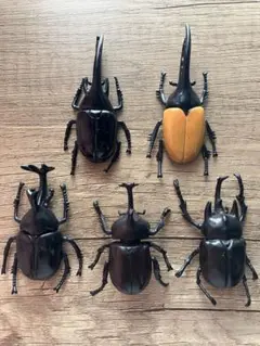 カブトムシフィギュア 5体セット