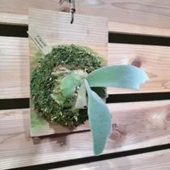 P.willinckii Nano dwarf spore 0520 - メルカリ