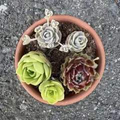 多肉植物♡*ꕤ*.カット苗✿ - メルカリ