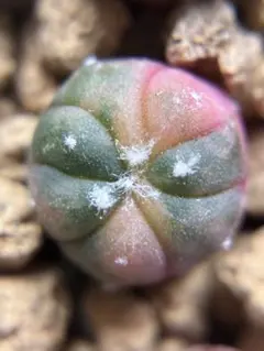 現物 レア 多肉植物 サボテン キャンディー兜錦 0.9cm 抜き苗 - メルカリ