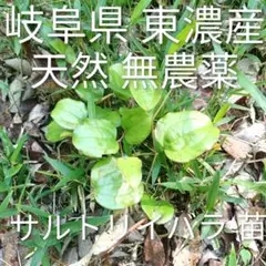 岐阜県 東濃産 天然 無農薬 サルトリイバラ 1株 サンキライ 盆栽 柏餅のサムネイル