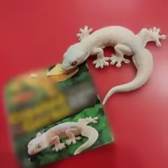 クレステッドゲッコー KAIYODO