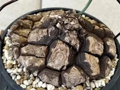 ディオスコレア メキシコ 亀甲竜 夏型のサムネイル