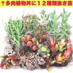 (4)色鮮やか多肉植物寄せ植え12種類抜き苗❣️オマケにセダムとアロマティカス