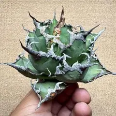 2390【鉢のまま発送】 アガベ チタノタ 白鯨 - メルカリ