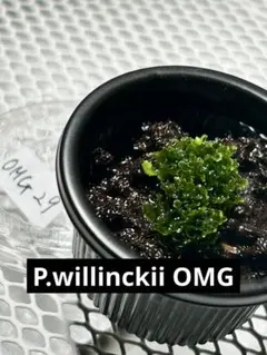 P.willinckii OMG 前葉体 胞子体 ビカクシダ 46 - メルカリ