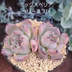 2025年最新】ミックスベリア 円の人気アイテム - メルカリ