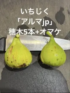 2026年最新】いちじく 穂木の人気アイテム - メルカリ