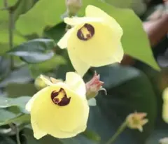 パパイヤ 苗 ハワイオウロ 果樹植物 パパイア 果物・フルーツ・沖縄