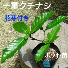 一重 クチナシ 花芽付き ポット苗 2654のサムネイル