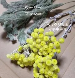 ウーリーブッシュ&ヘリクリサムイモテール　　ドライフラワー 花材 　インテリアのサムネイル
