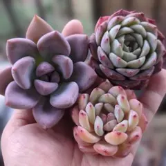 ピンク系　メイン苗に　多肉植物セット
