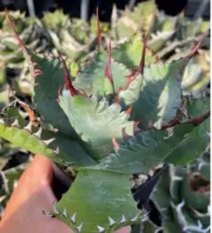 2025年最新】エボリスピナ ハイブリッドの人気アイテム - メルカリ