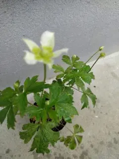 新芽のびてます◇大苗◇希少品種◇妖精のようなお花◇クレマチス