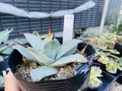 パリートランカータ　大きめ子株5個セット 2025年最新】アガベ パリー トランカータの人気アイテム - メルカリ