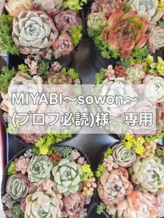MIYABI〜sowon〜(プロフ必読)様専用です⭐内容をご確認下さいませ。