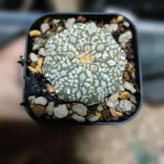 2025年最新】アストロフィツム兜丸の人気アイテム - メルカリ