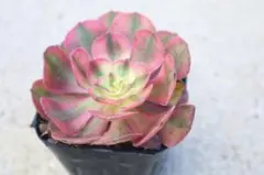 M*読様 アエオニウム・ライチ斑入り