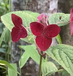 ☆くうちゃん☆様 リクエスト 2点 まとめ商品