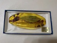 Sun Violet Winny 菊池べっ甲　 鼈甲張　バレッタ