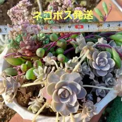 ꕤ 在庫SALE カット苗 ꕤ 多肉植物 ꕤ 韓国苗 ꕤ 抜き苗 ꕤ№021 - メルカリ