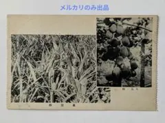 B 台湾絵葉書　戦前 　鳳梨畑 / 木瓜の畑