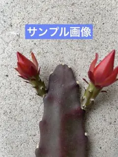 2026年最新】孔雀サボテンの人気アイテム - メルカリ