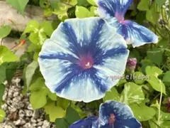 RYU様 リクエスト 4点 まとめ商品